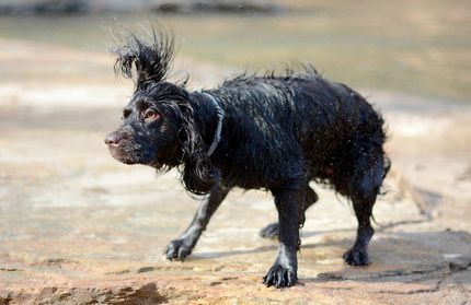 5 Gründe warum es sein kann, dass dein Hund zittert