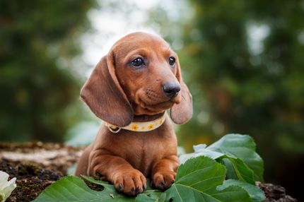 Bandscheibenvorfall beim Hund - Bandscheibenprobleme vorbeugen und erkennen