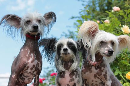 Top 10 Chinesische Hunderassen mit Bildern