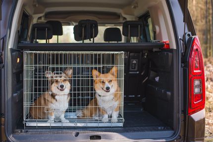 Hundebox: Alu als Sicherheitsfaktor