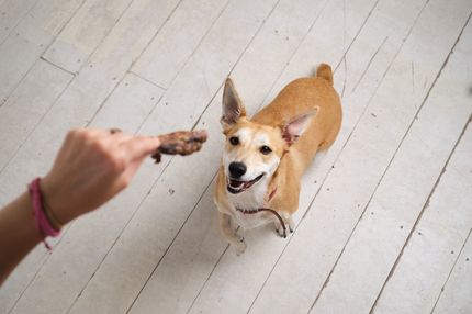 Mundgeruch beim Hund - Hausmittel dagegen und Ursache