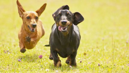 Hüftgelenks- und Ellenbogendysplasie beim Hund