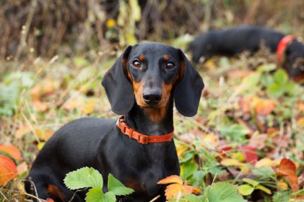 Wandern mit Hund in Wien - die schönsten Routen