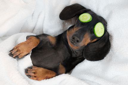 Augenausfluss (Epiphora) beim Hund - Ursachen, Bekämpfung