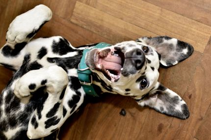 Krallen kürzen beim Hund - darauf müsst ihr achten