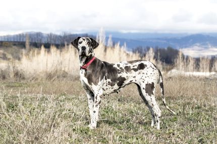 Hundespielzeug für große Hunde