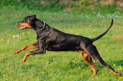 Blue Dobermann Syndrom - Symptome, Ursachen, Diagnose