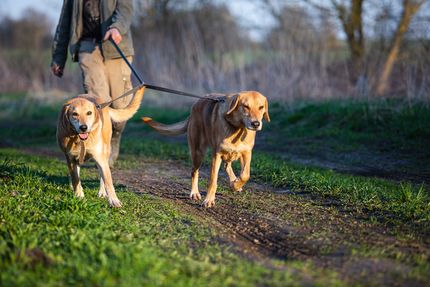 Doppelleine Hunde - worauf du achten sollst