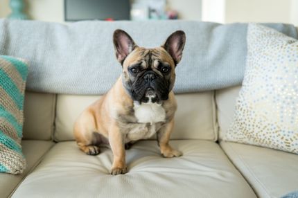 Umzug mit Hunden:  Vier Schritte die beachtet werden sollten