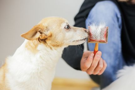 5 Tipps für den Fellwechsel beim Hund