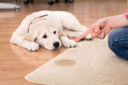 Hund im Haus: Dem neuen Mitbewohner Grenzen setzen