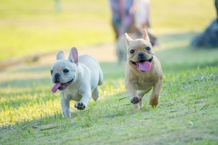 Atemwegserkrankungen beim Hund - Bronchitis und Co erkennen und bekämpfen