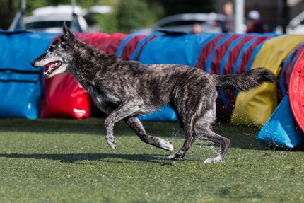 Agility Zubehör