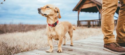 Hundestrand Nordsee