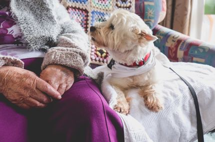 PRA (Progessive Retina Atrophie) beim Hund - was du darüber wissen musst