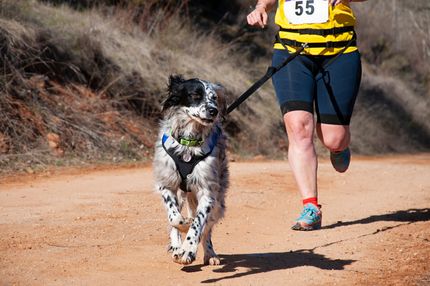 Joggen mit Hund - diese Tipps solltet ihr beachten damit es klappt