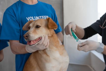 Das Chippen von Hunden: Warum es wichtig ist, und wie es funktioniert