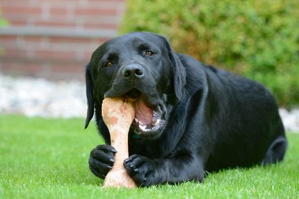Hund frisst Schweineknochen - ist das gefährlich? Alles was ihr über Knochen und Hunde wissen müsst