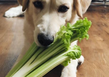 Darf mein Hund Sellerie essen?