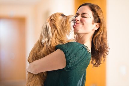 3 Schmerzmittel für den Hund: Diese musst du zuhause haben