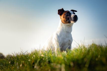 Diese Pflanzen sind giftig für deinen Hund