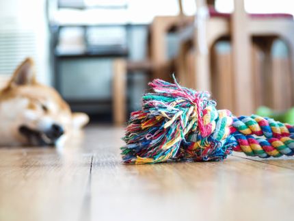Hundespielzeug für kleine Hunde