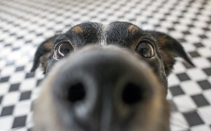 Hunde Kamera: Unsere Testsieger