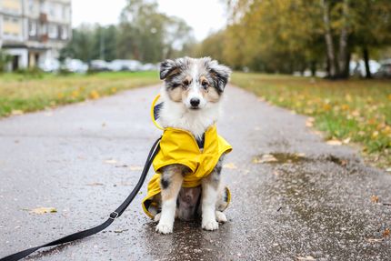 Hundemantel mit Geschirr