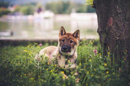 Wandern mit Hund in der Sächsischen Schweiz