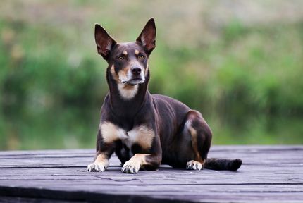 Hund: Vom Züchter oder aus dem Tierheim?