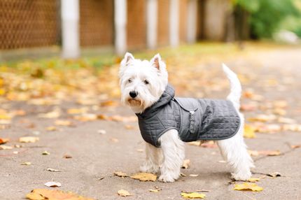 Back on track Hundemantel - diese Marke solltest du kennen lernen