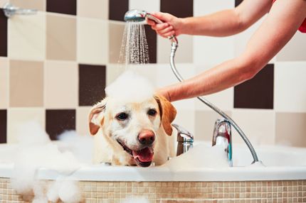 Wie oft badet man einen Hund?