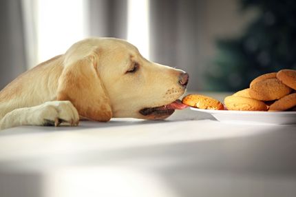 Hundekekse ohne Getreide