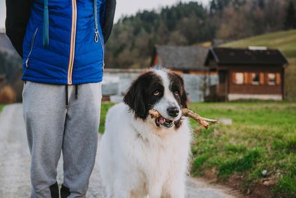 Urlaub im Salzkammergut mit Hund