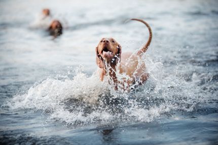 Wasserspielzeug für Hunde