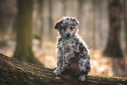 Grünlippmuschelpulver bei Gelenkerkrankungen des Hundes