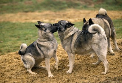 Nordische Hundenamen - 50 weibliche und 50 männliche Favoriten