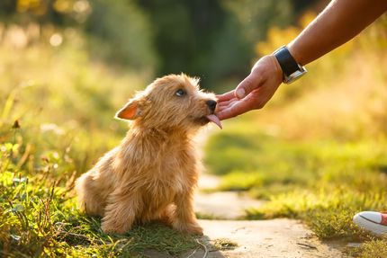 Bucket List: Diese Dinge mit und für deinen Hund solltest du unbedingt gemacht haben