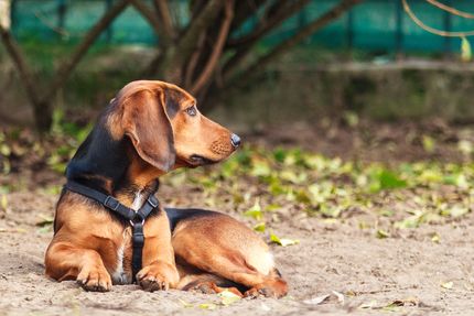 Warum große Hunde eine Hundegeschirr brauchen