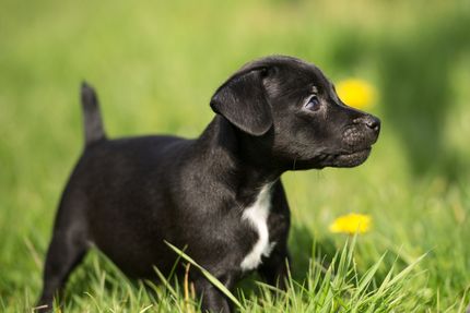 Vom Laien zur professionellen Hundefotografie