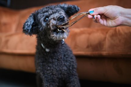 Die Schwarzfärbung der Haut bei Hunden: Ein umfassender Leitfaden