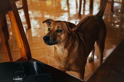 Alleine bleiben üben mit dem Hund