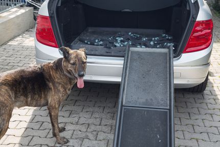 Der Hund kommt die Treppe nicht hoch – Arthrose lähmt den Vierbeiner