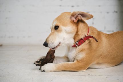 Warum Kauartikel immer wichtiger werden für deinen Hund