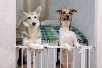 Hundegitter für die Treppe