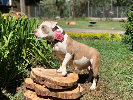 Tragzeit Hund - alles zur Schwangerschaft bei Hunden