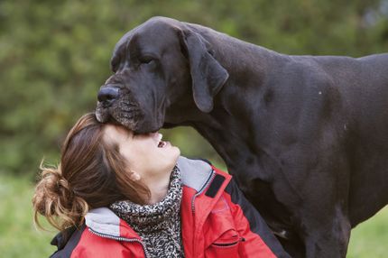 Der größte Hund der Welt