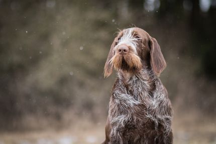 Wandern in Bayern mit Hund