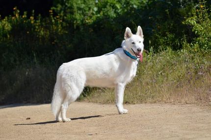 11 Husky Mischlinge zum Verlieben