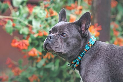 Unser liebstes Tau Halsband für Hunde: 5 Favoriten